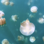 Jellyfish Lake