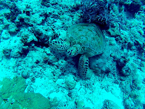 Turtle Palau