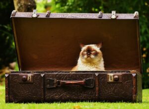 suitcase, antique, cat-1643010.jpg
