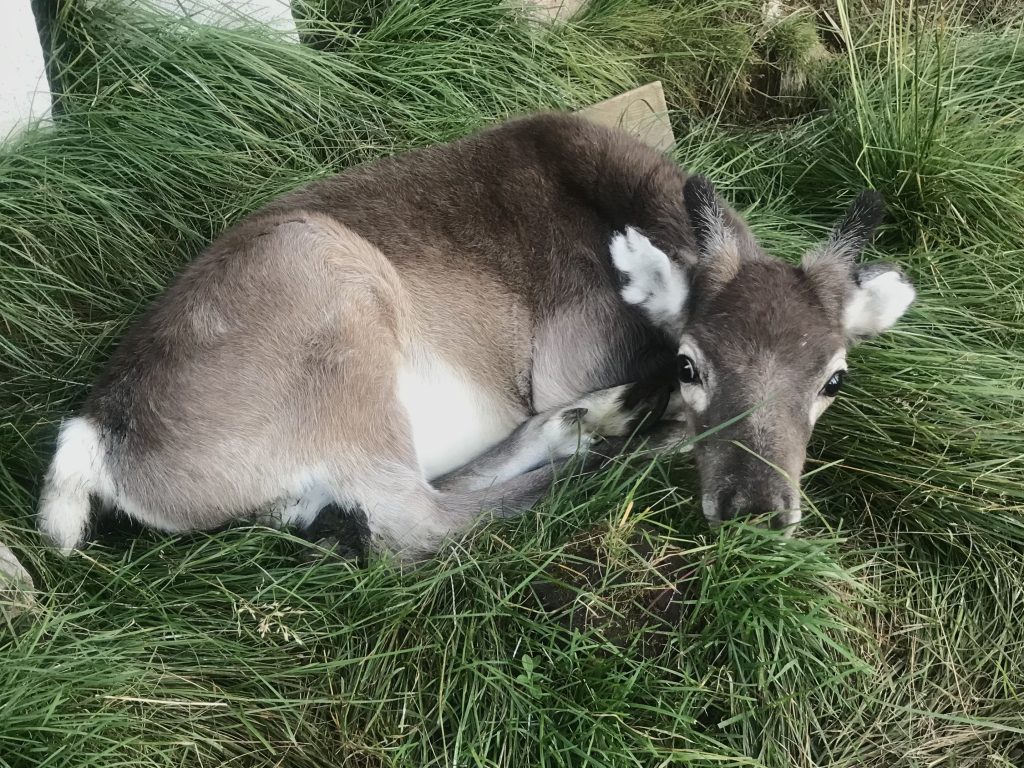 Baby Reindeer