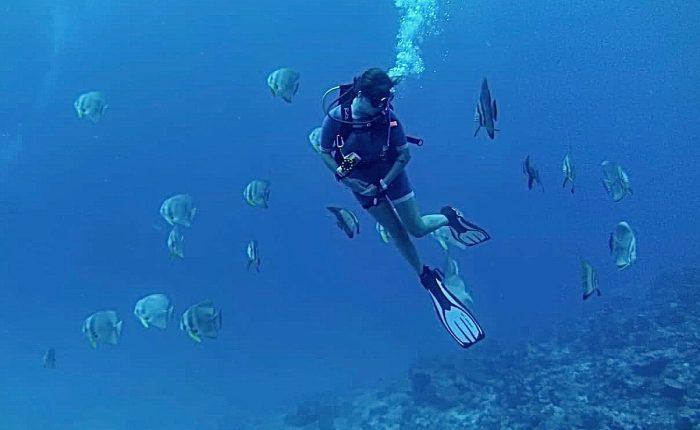 School of curious Batfish